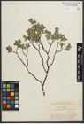Foto von Salix myrsinites L.